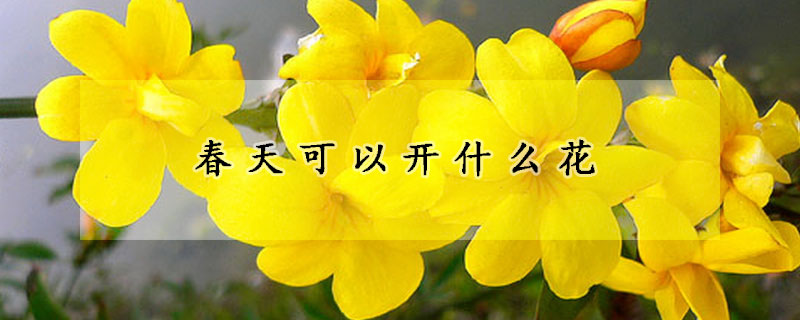 春天可以开什么花