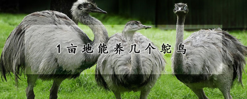 1亩地能养几个鸵鸟