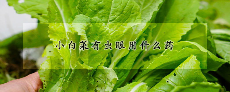 小白菜有虫眼用什么药