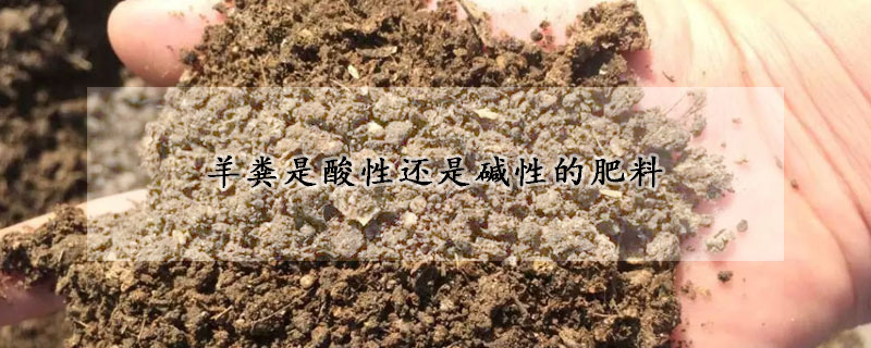 羊粪是酸性还是碱性的肥料