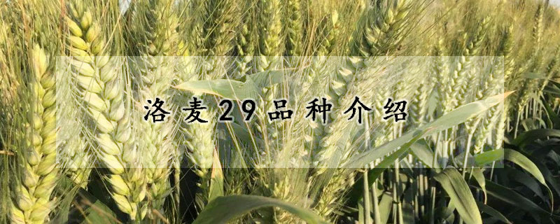 洛麦29品种介绍