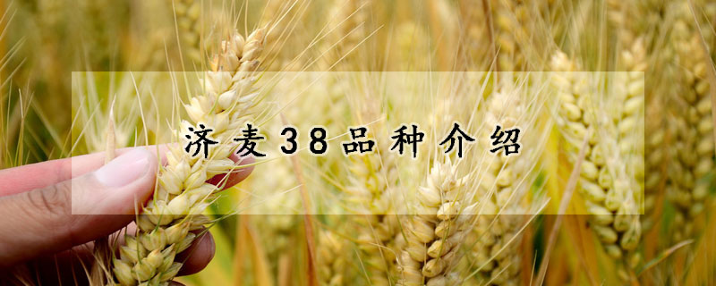 济麦38品种介绍