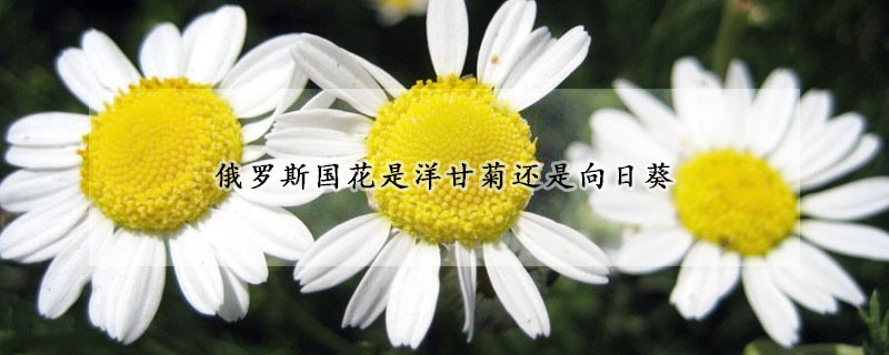 俄罗斯国花是洋甘菊还是向日葵