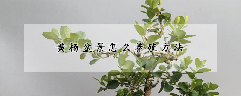 黄杨盆景怎么养殖方法