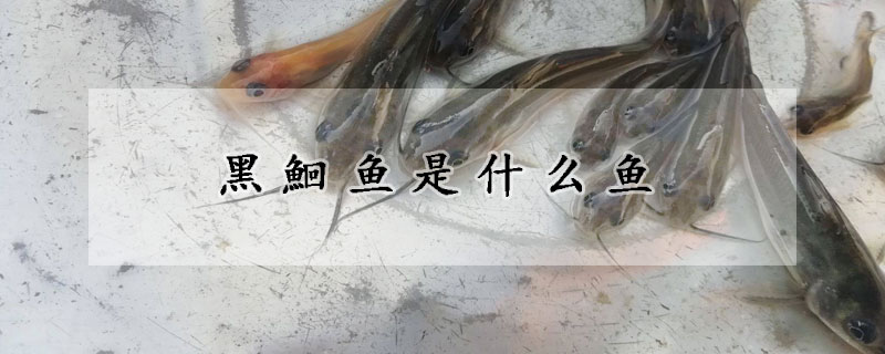 黑鮰鱼是什么鱼