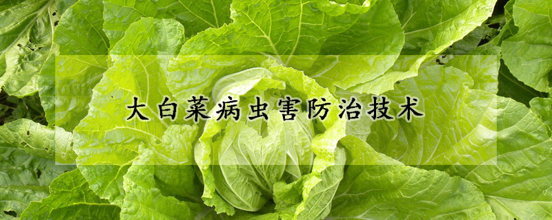 大白菜病虫害防治技术