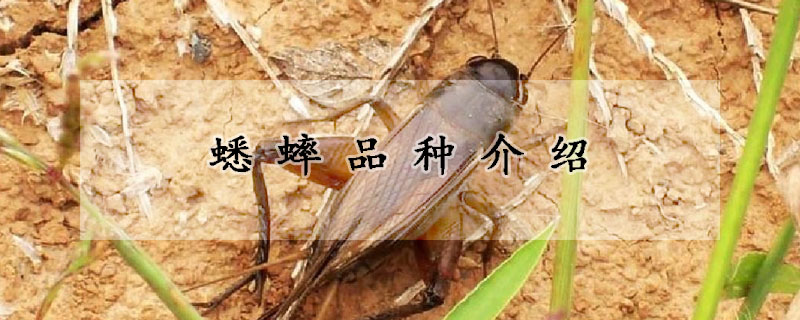 蟋蟀品种介绍