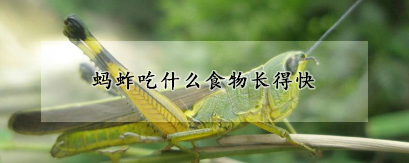 蚂蚱吃什么食物长得快