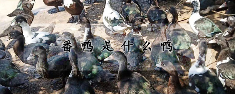 番鸭是什么鸭