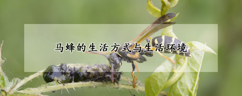 马蜂的生活方式与生活环境