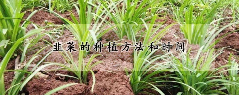 韭菜的种植方法和时间