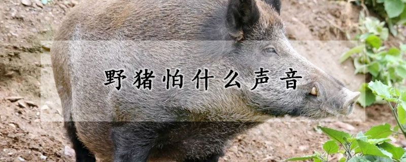 野猪怕什么声音