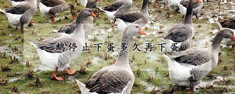 鹅停止下蛋多久再下蛋