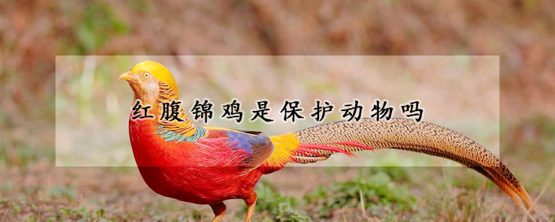 红腹锦鸡是保护动物吗