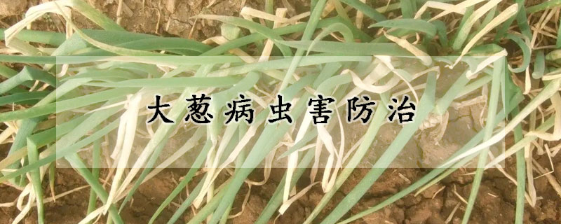 大葱病虫害防治