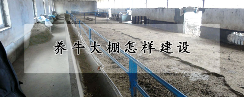 养牛大棚怎样建设