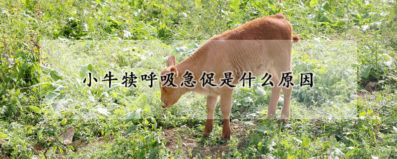 小牛犊呼吸急促是什么原因