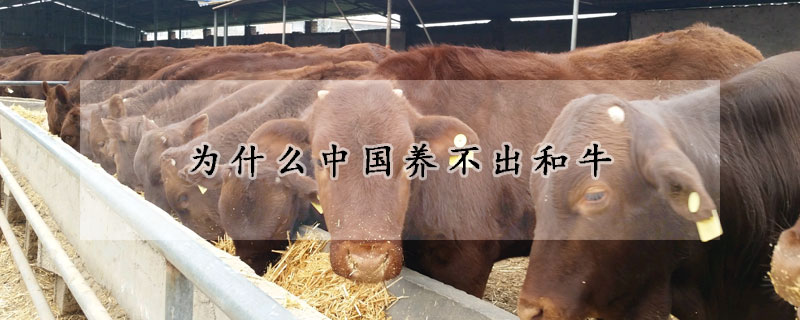 为什么中国养不出和牛