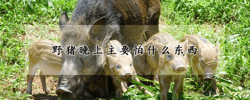 野猪晚上主要怕什么东西