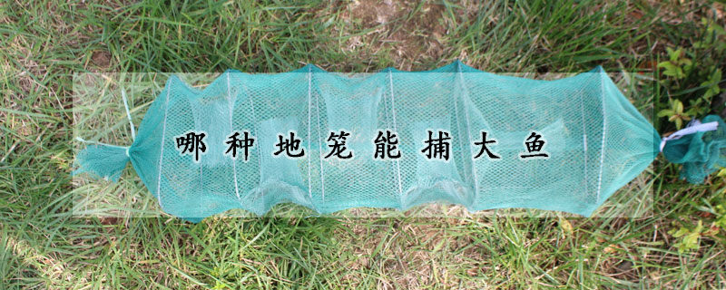 哪种地笼能捕大鱼