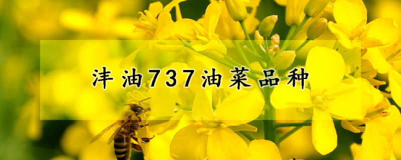 沣油737油菜品种