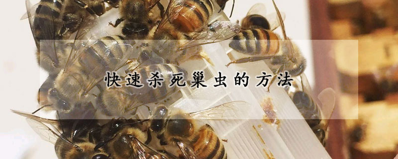 快速杀死巢虫的方法