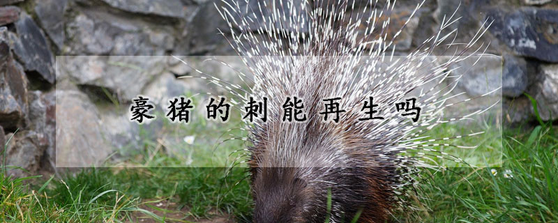 豪猪的刺能再生吗