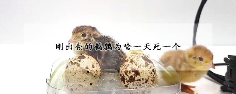 刚出壳的鹌鹑为啥一天死一个