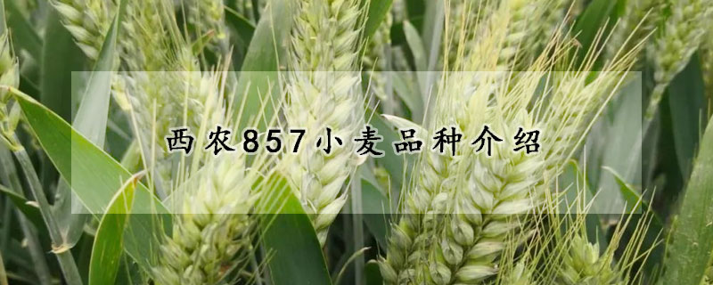 西农857小麦品种介绍