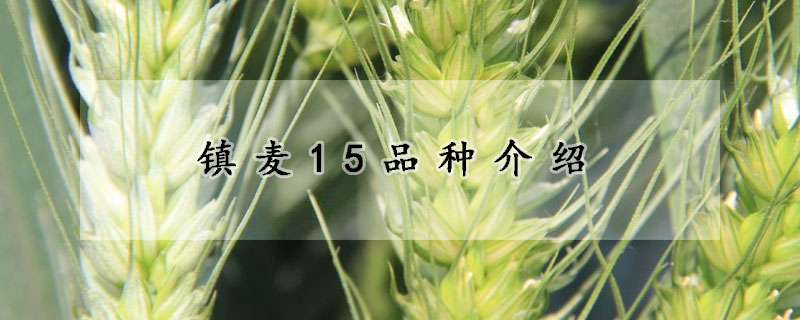 镇麦15品种介绍