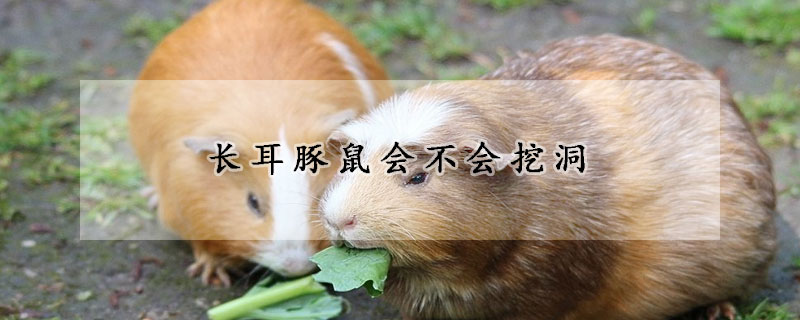 长耳豚鼠会不会挖洞