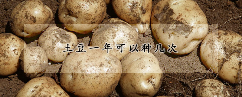 土豆一年可以种几次