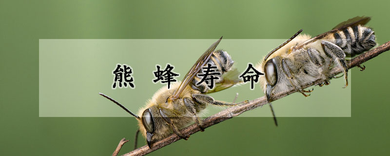 熊蜂寿命