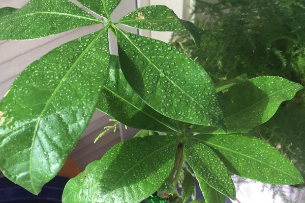 家里放什么植物风水好 家里摆什么植物风水好