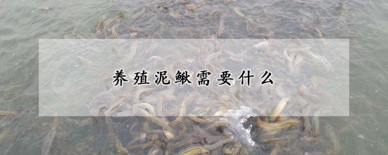 养殖泥鳅需要什么