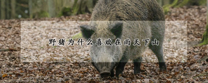 野猪为什么喜欢在雨天下山