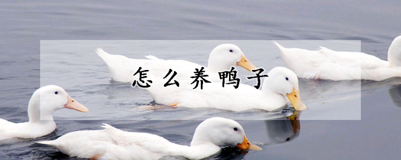 怎么养鸭子