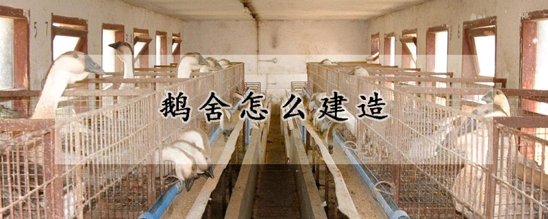 鹅舍怎么建造