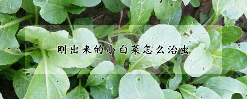 刚出来的小白菜怎么治虫