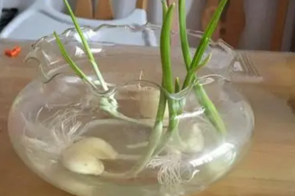 水培蒜苗的方法步骤