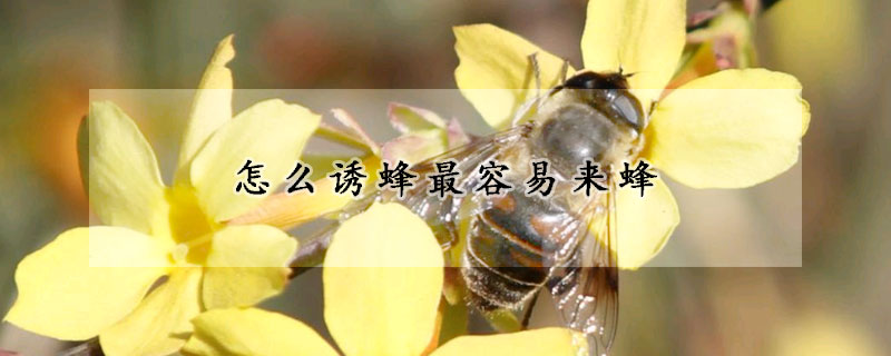 怎么诱蜂最容易来蜂