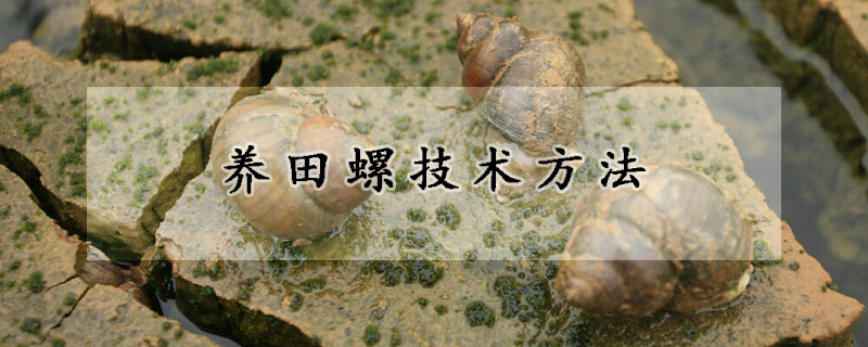 最新的田螺养殖技术 田螺养殖技术免费视频教程