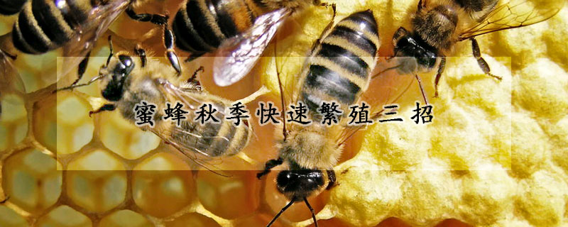 蜜蜂秋季快速繁殖三招