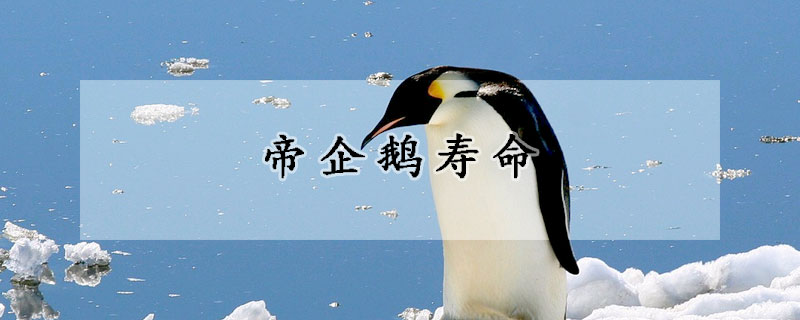 帝企鹅寿命