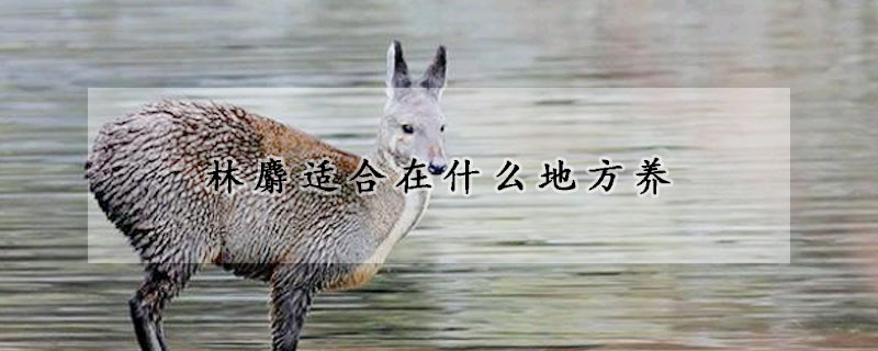 林麝适合在什么地方养