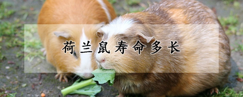 荷兰鼠寿命多长