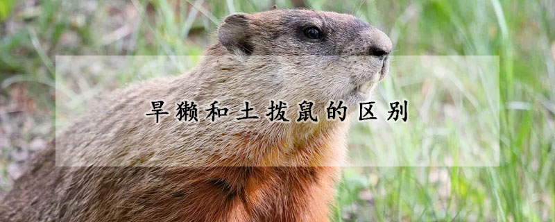 旱獭和土拨鼠的区别