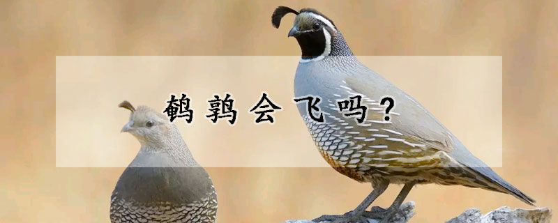 鹌鹑会飞吗?