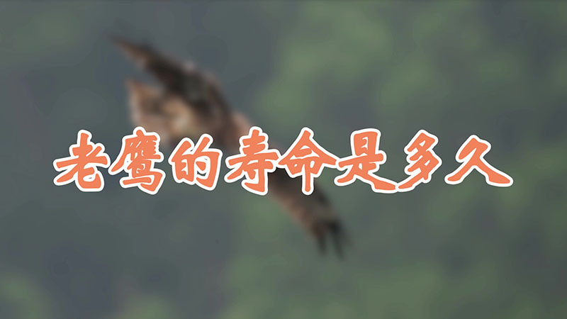 老鹰的寿命是多久