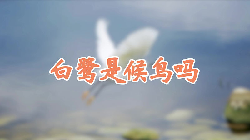 白鹭是候鸟吗
